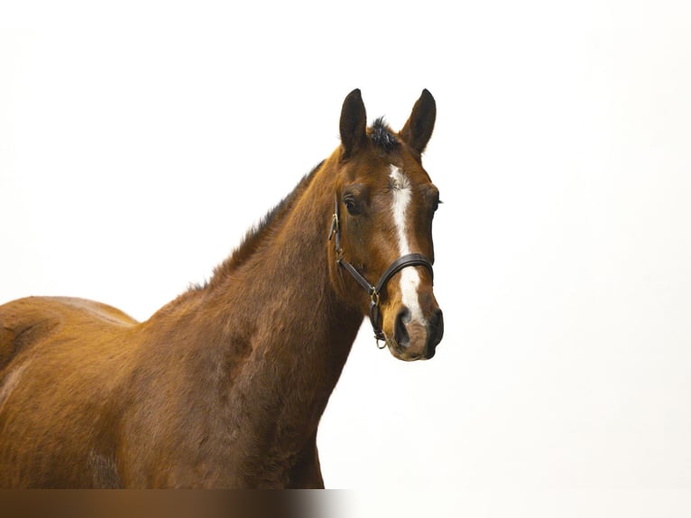 Zangersheider Stallion 4 years 16,2 hh Brown in WaddinxveenWaddinxveen