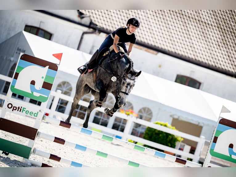 Zangersheider Stallion 4 years 16,2 hh Grey-Fleabitten in Skoki