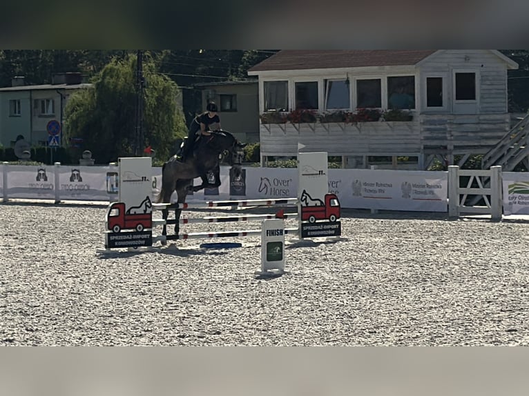 Zangersheider Stallion 4 years 16,2 hh Grey-Fleabitten in Skoki