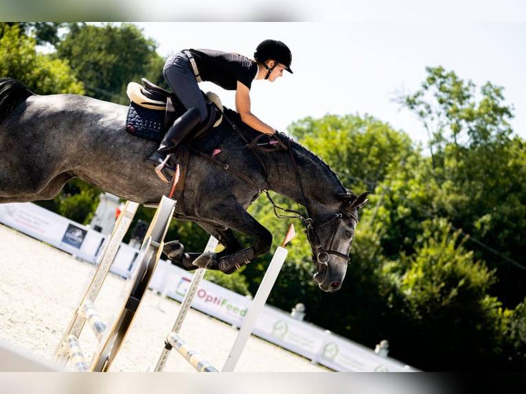 Zangersheider Stallion 4 years 16,2 hh Grey-Fleabitten in Skoki