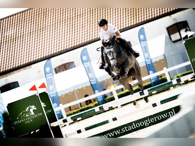 Zangersheider Stallion 4 years 16,2 hh Grey-Fleabitten in Skoki