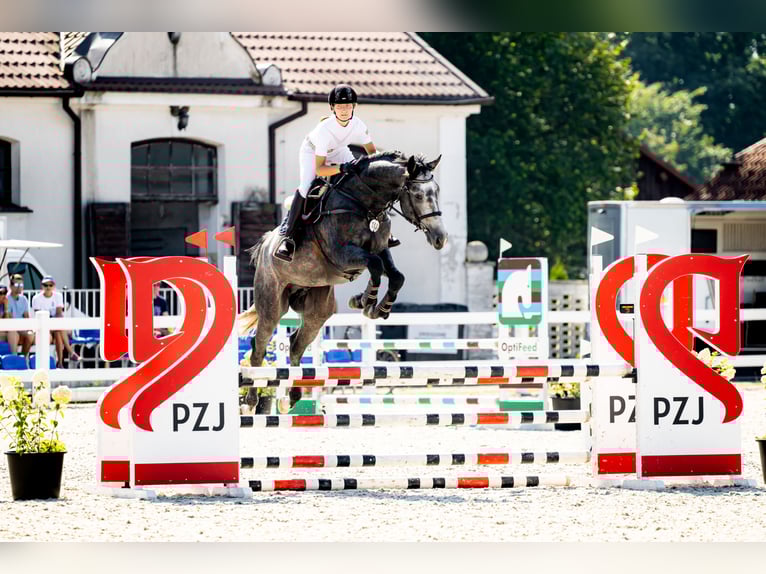 Zangersheider Stallion 4 years 16,2 hh Grey-Fleabitten in Skoki
