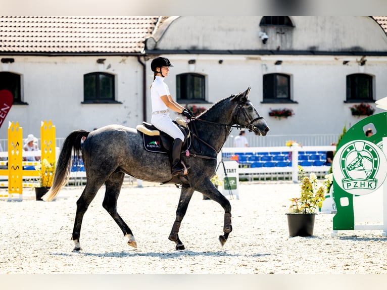 Zangersheider Stallion 4 years 16,2 hh Grey-Fleabitten in Skoki