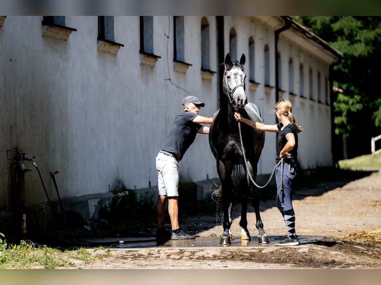 Zangersheider Stallion 4 years 16,2 hh Grey-Fleabitten in Skoki