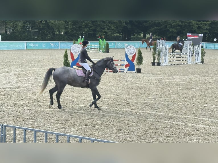 Zangersheider Stallion 4 years 16,2 hh Grey-Fleabitten in Skoki