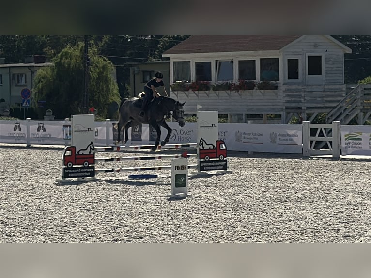Zangersheider Stallion 4 years 16,2 hh Grey-Fleabitten in Skoki