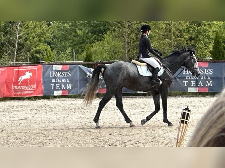 Zangersheider Stallion 4 years 16,2 hh Grey-Fleabitten in Skoki