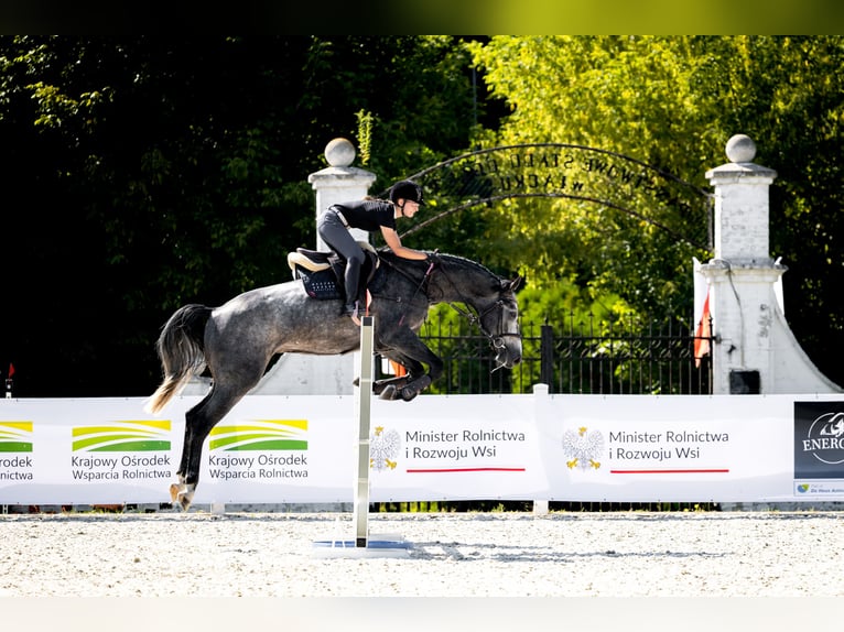 Zangersheider Stallion 4 years 16,2 hh Grey-Fleabitten in Skoki