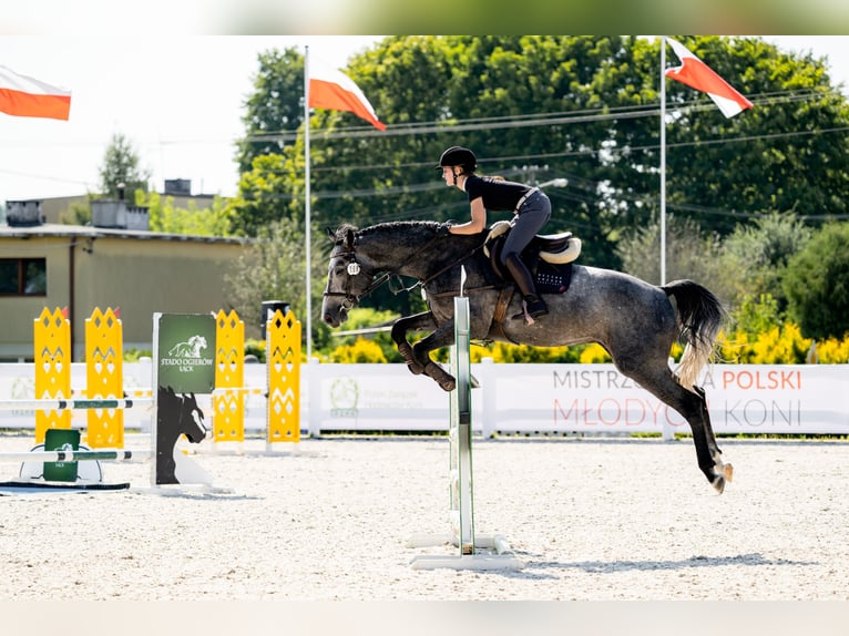 Zangersheider Stallion 4 years 16,2 hh Grey-Fleabitten in Skoki