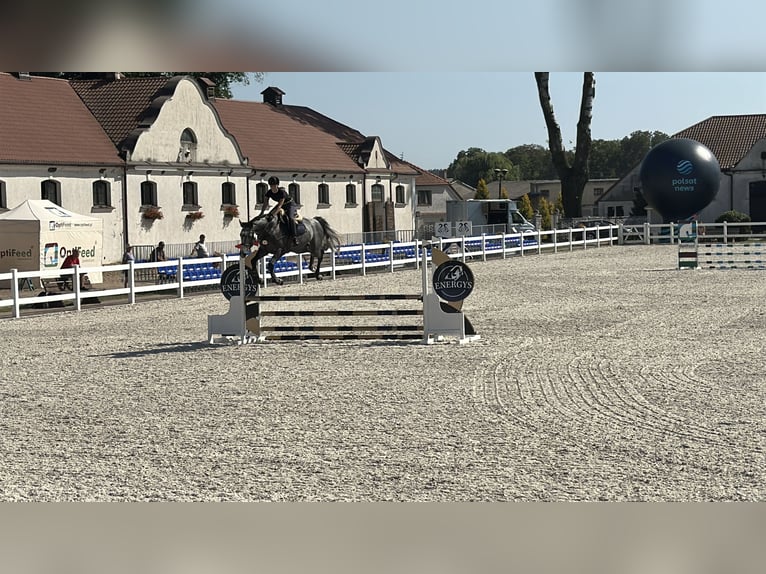 Zangersheider Stallion 4 years 16,2 hh Grey-Fleabitten in Skoki