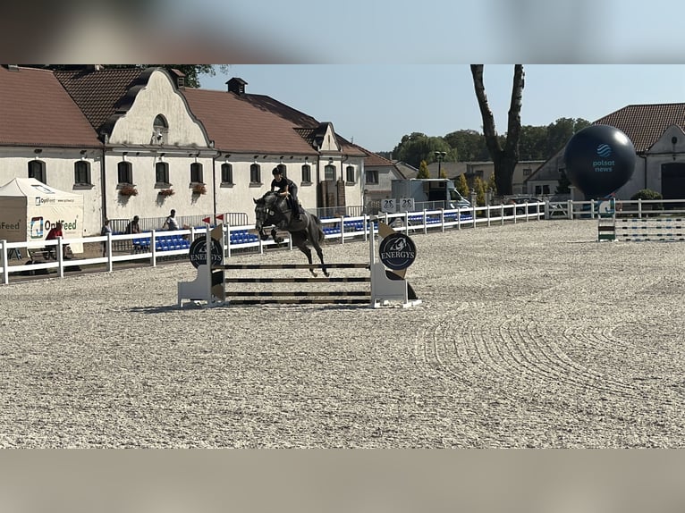 Zangersheider Stallion 4 years 16,2 hh Grey-Fleabitten in Skoki