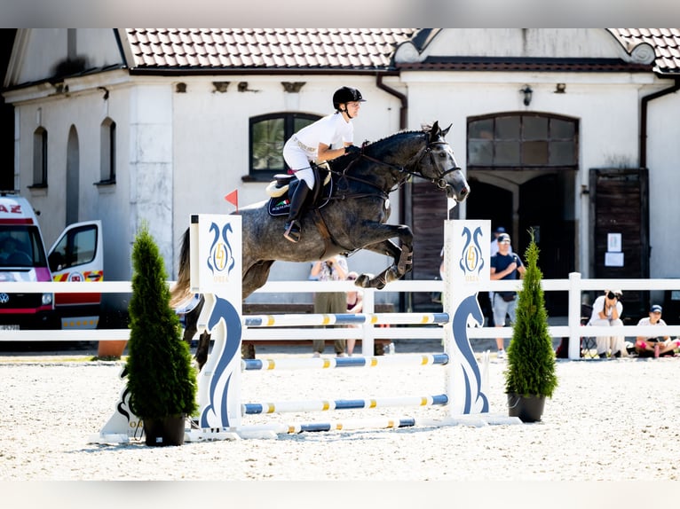 Zangersheider Stallion 4 years 16,2 hh Grey-Fleabitten in Skoki