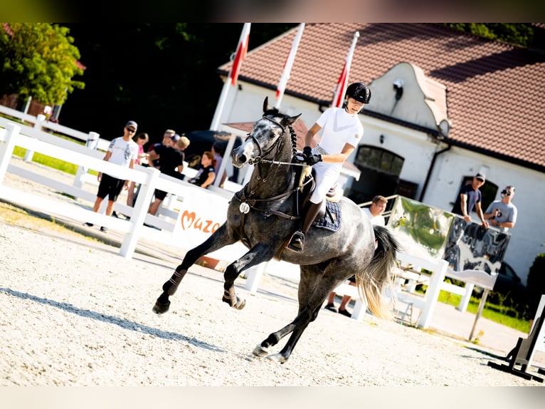 Zangersheider Stallion 4 years 16,2 hh Grey-Fleabitten in Skoki