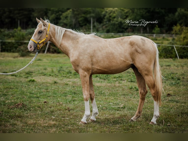 Zangersheider Stallion 4 years 16,2 hh Palomino in Beaumont pied-de-boeuf