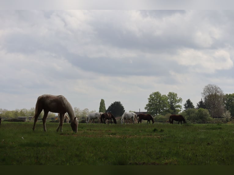 Zangersheider Stallion 4 years 16,2 hh Palomino in Beaumont pied-de-boeuf