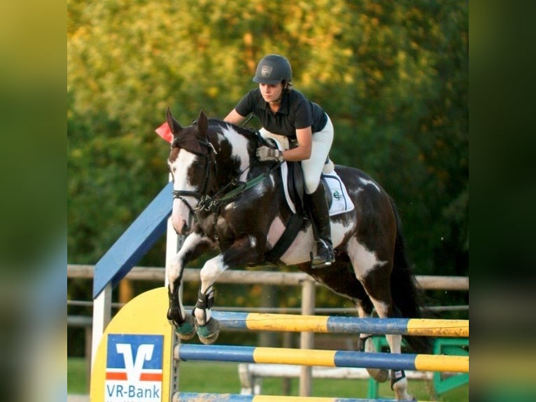 Zangersheider Stallion 4 years 16,2 hh Palomino in Beaumont pied-de-boeuf