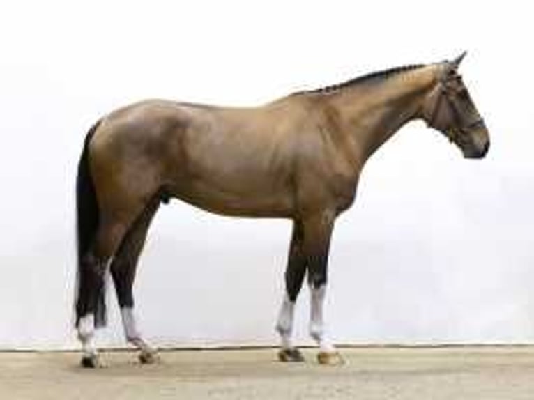 Zangersheider Stallion 4 years 17 hh Brown in Waddinxveen