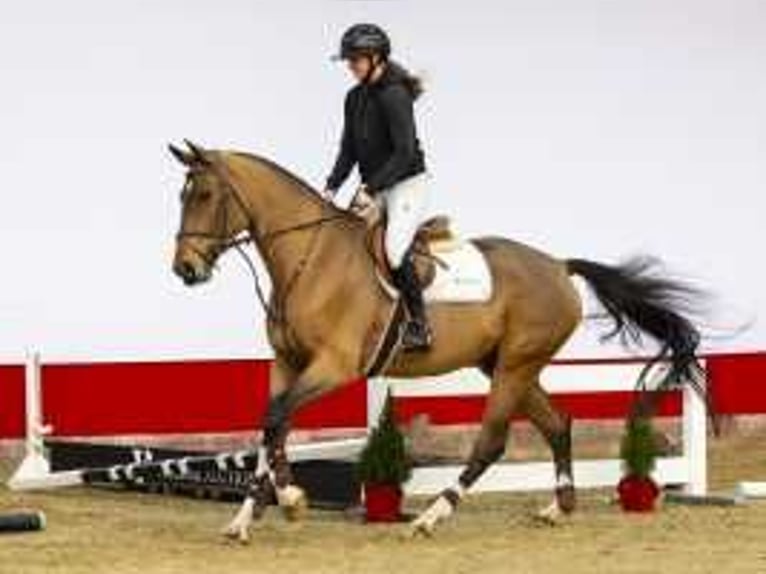 Zangersheider Stallion 4 years 17 hh Brown in Waddinxveen