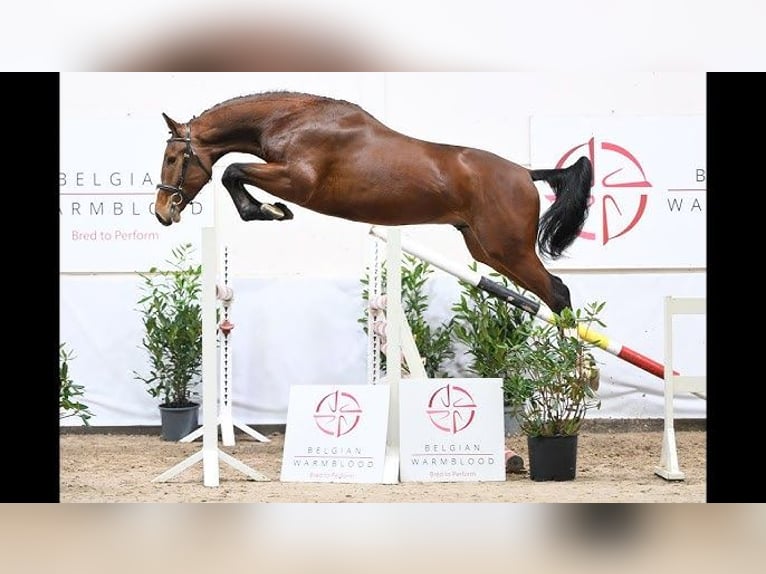 Zangersheider Stallion 4 years in T&#xF6;k
