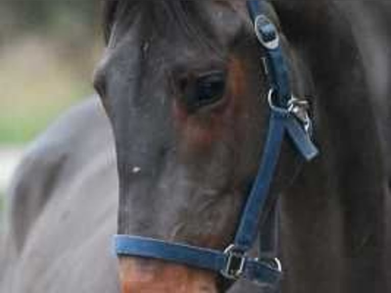 Zangersheider Stallion 5 years 15,2 hh Bay in Sint-Niklaas