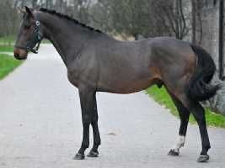 Zangersheider Stallion 5 years 15,2 hh Bay in Sint-Niklaas