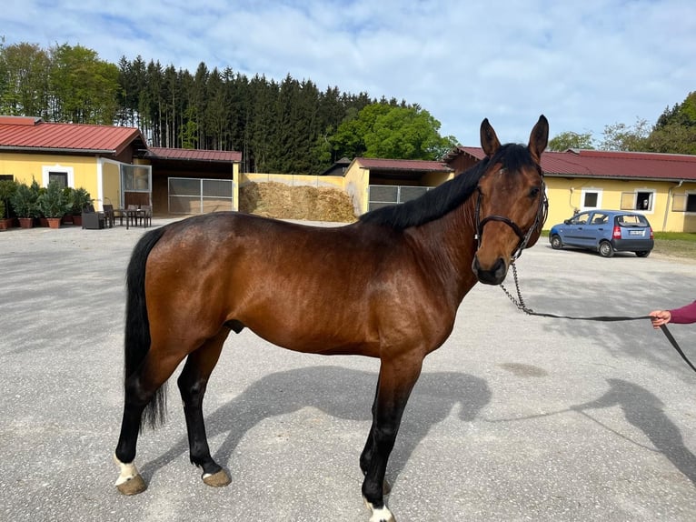 Zangersheider Stallion 5 years 16,1 hh Brown in Bayerisch Gmain