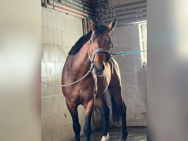 Zangersheider Stallion 5 years 16,1 hh Brown in Tarcento