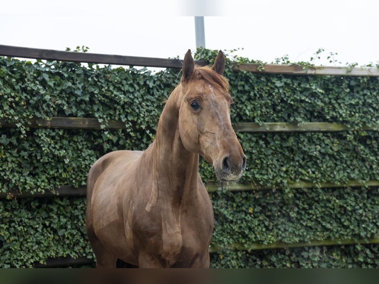 Zangersheider Stallion 5 years 16.1 hh  in Waddinxveen