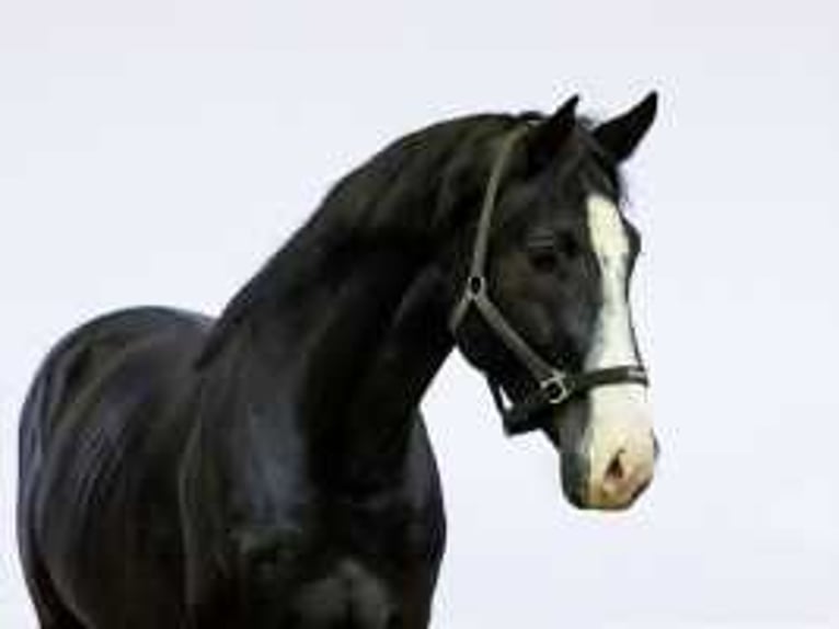 Zangersheider Stallion 5 years 16,1 hh Smoky-Black in Waddinxveen