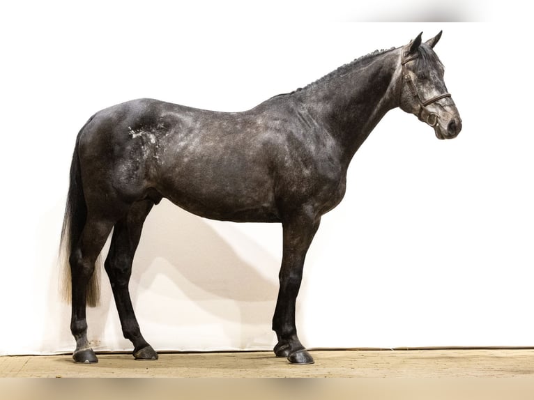 Zangersheider Stallion 5 years 16,2 hh Gray in Waddinxveen