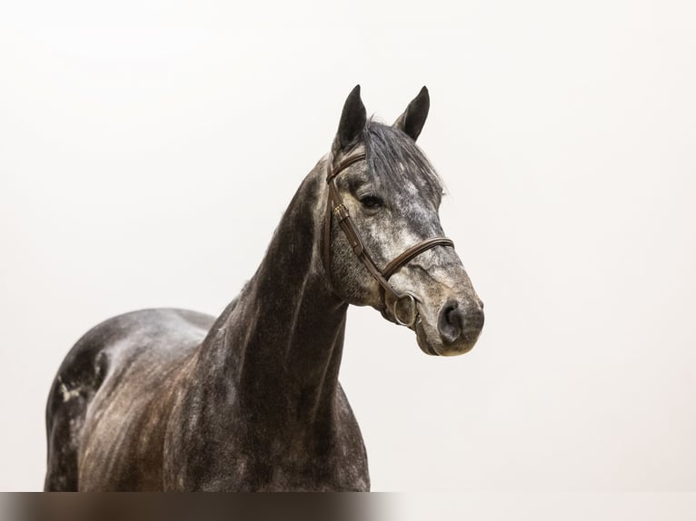 Zangersheider Stallion 5 years 16,2 hh Gray in Waddinxveen