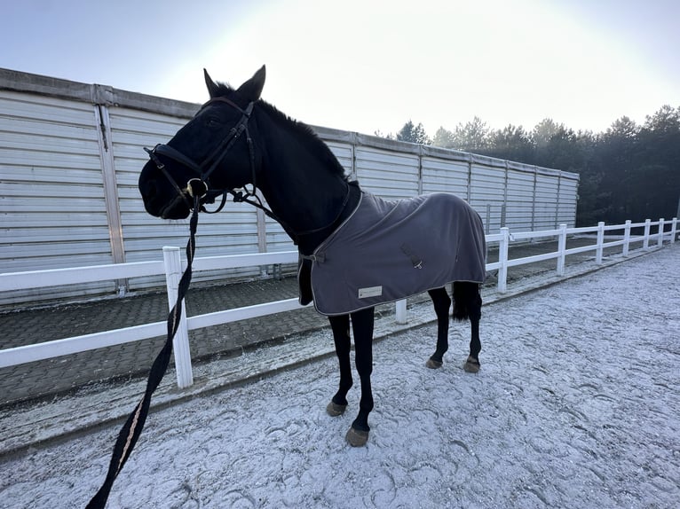 Zangersheider Stallion 5 years 16.3 hh Black in Wrocław