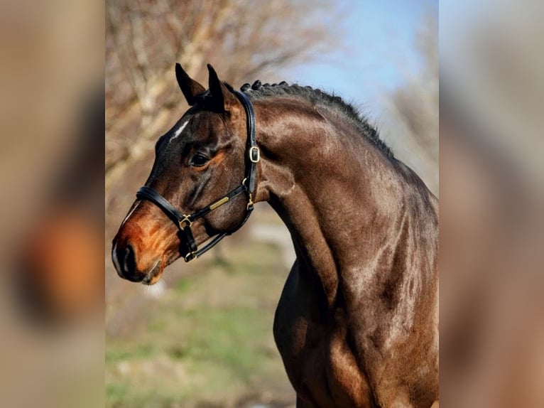 Zangersheider Stallion 5 years 16 hh Brown in Hódmezővásárhely
