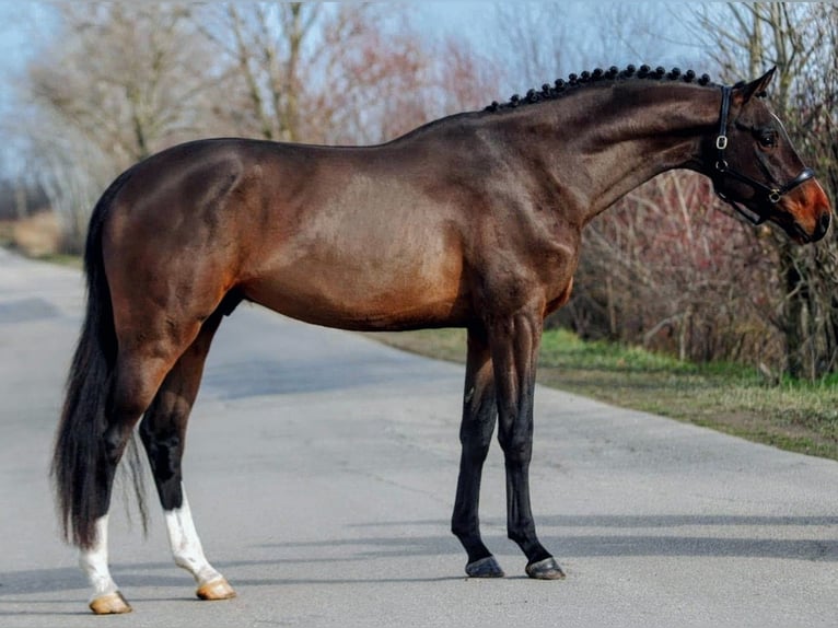 Zangersheider Stallion 5 years 16 hh Brown in Hódmezővásárhely