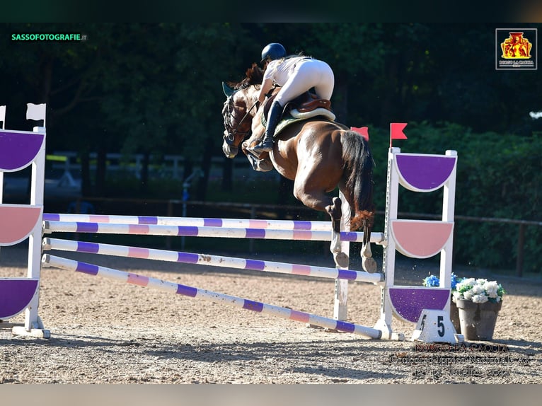 Zangersheider Stallion 5 years 16 hh Brown in GROTE-BROGEL