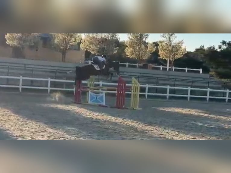 Zangersheider Stallion 5 years 16 hh Brown in Madrid