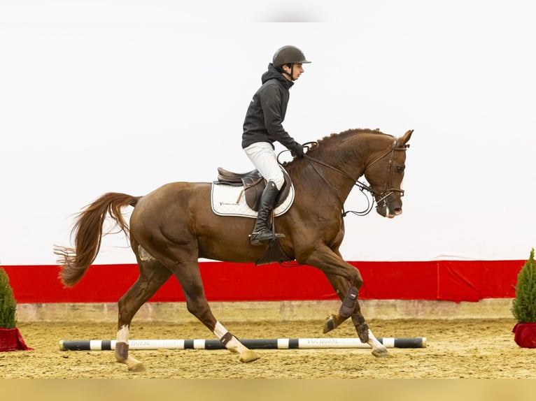 Zangersheider Stallion 5 years 16 hh Chestnut-Red in Waddinxveen