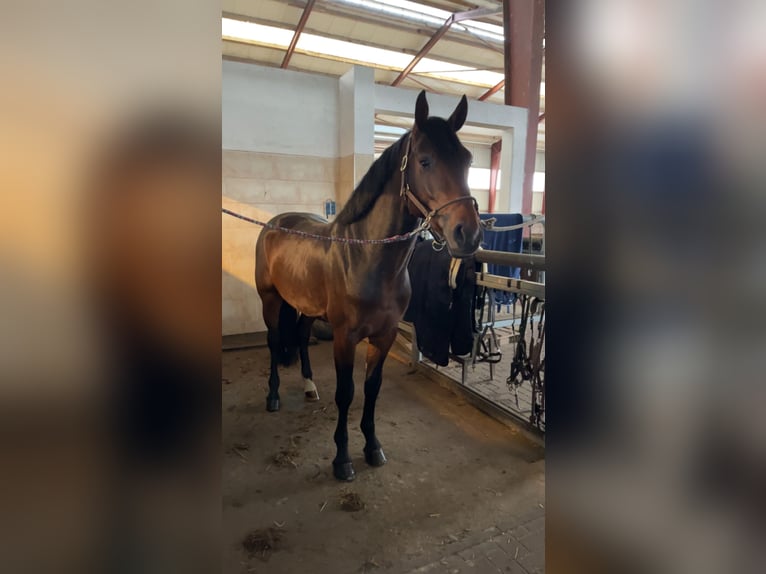 Zangersheider Stallion 5 years 16,1 hh Bay-Dark in Sieversdorf-Hohenofen
