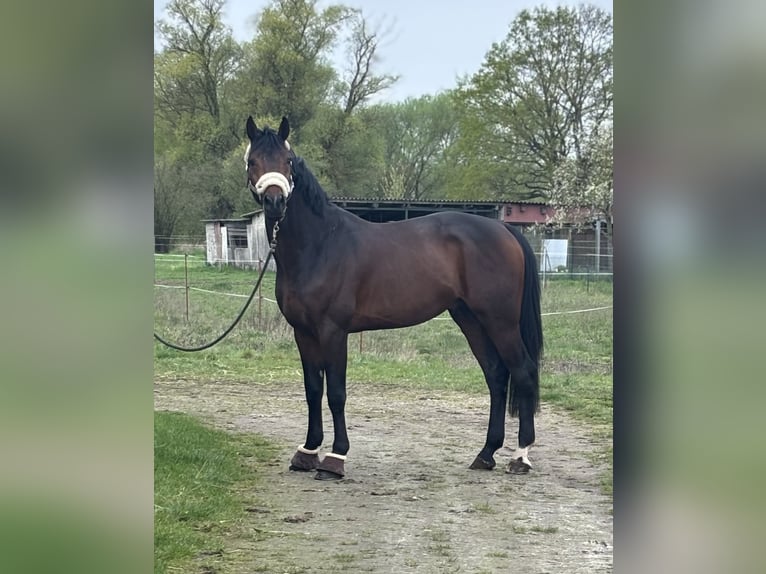 Zangersheider Stallion 5 years 16,1 hh Bay-Dark in Sieversdorf-Hohenofen