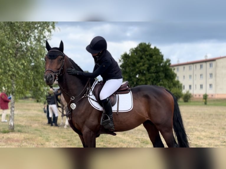 Zangersheider Stallion 5 years 16,1 hh Bay-Dark in Sieversdorf-Hohenofen