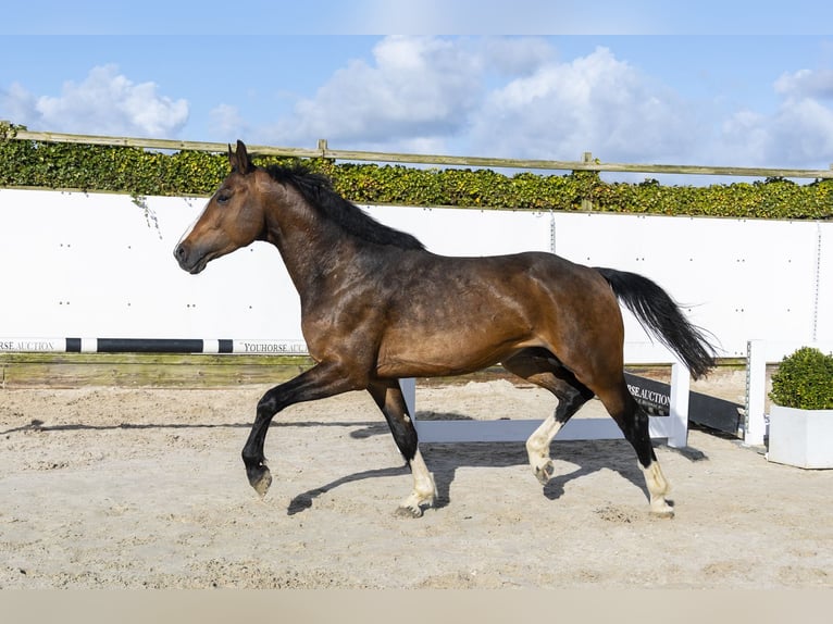Zangersheider Stallion 5 years 16,1 hh Brown in Waddinxveen