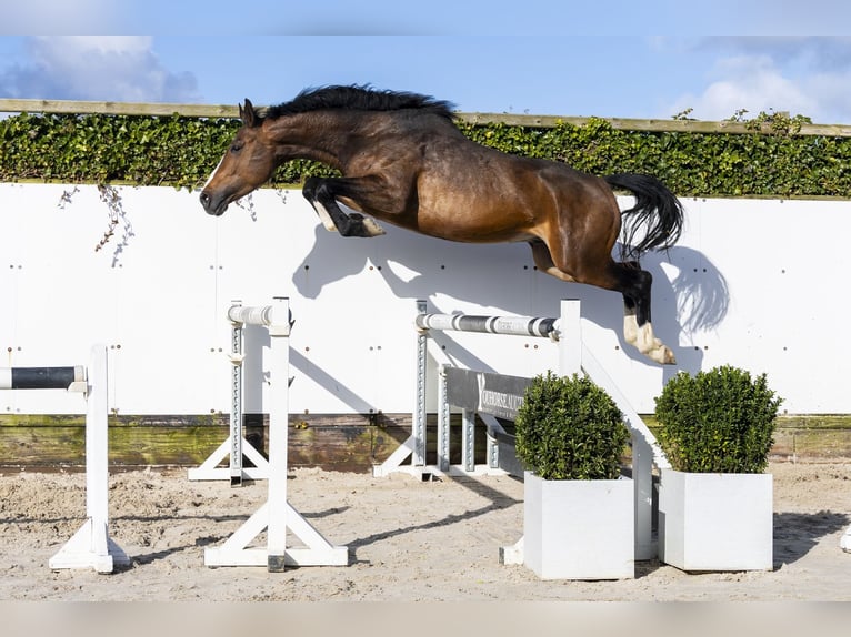 Zangersheider Stallion 5 years 16,1 hh Brown in Waddinxveen