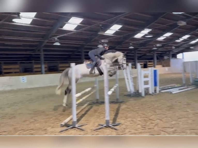 Zangersheider Stallion 5 years 16,1 hh Grey-Dapple in Pelmberg