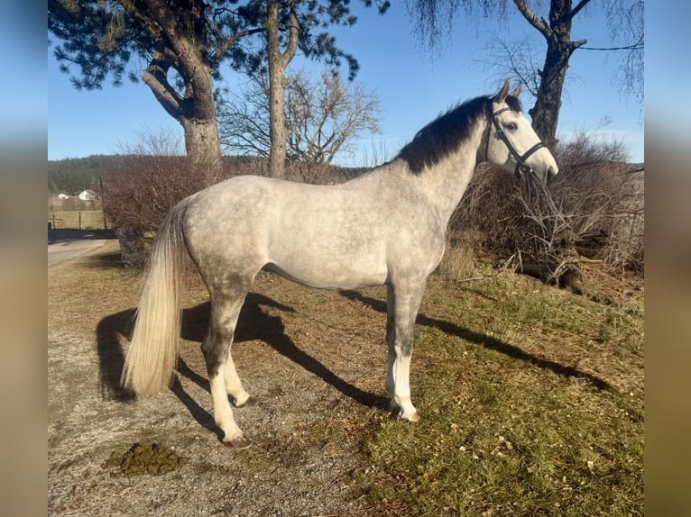 Zangersheider Stallion 5 years 16,1 hh Grey-Dapple in Pelmberg