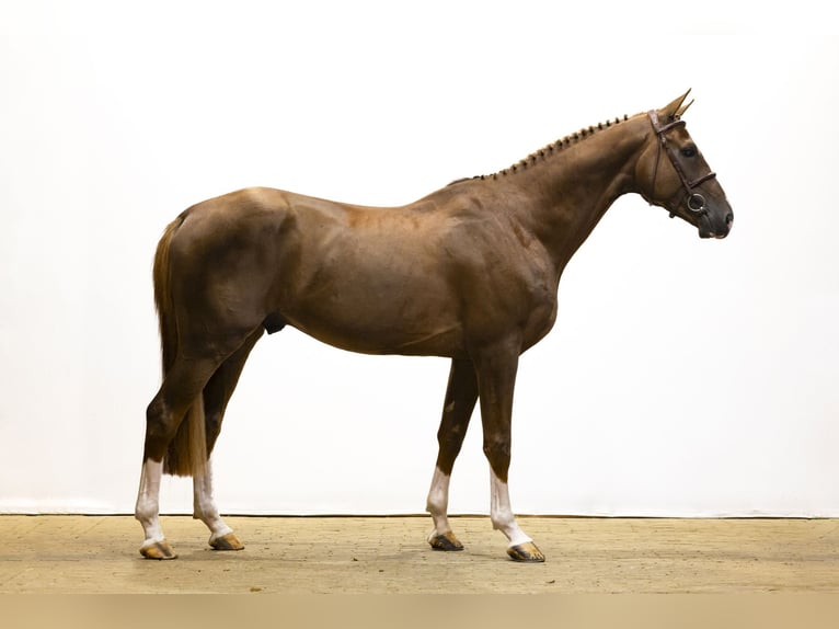 Zangersheider Stallion 5 years 16,2 hh Chestnut in Waddinxveen