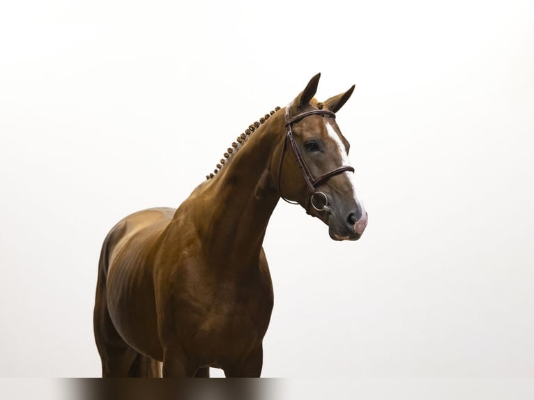 Zangersheider Stallion 5 years 16,2 hh Chestnut in Waddinxveen