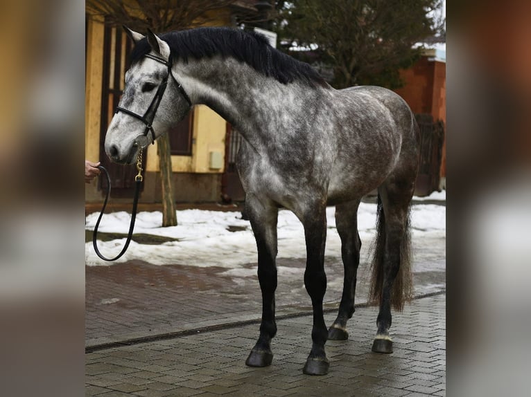 Zangersheider Stallion 5 years 16,2 hh Grey in Szarvas