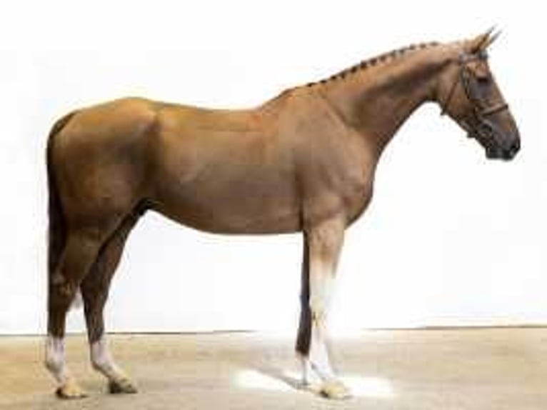 Zangersheider Stallion 5 years 17 hh Chestnut-Red in Waddinxveen