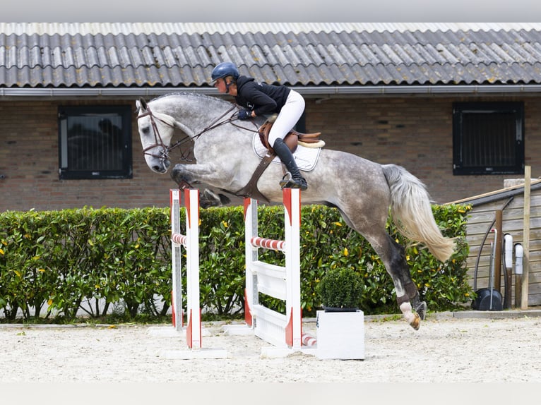 Zangersheider Stallion 5 years 17,1 hh Gray in Waddinxveen