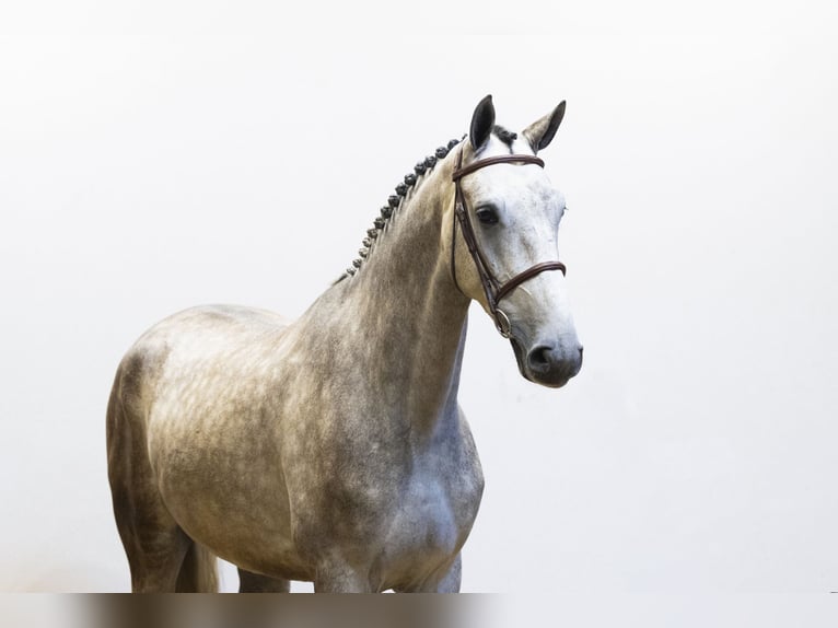 Zangersheider Stallion 5 years 17,1 hh Gray in Waddinxveen